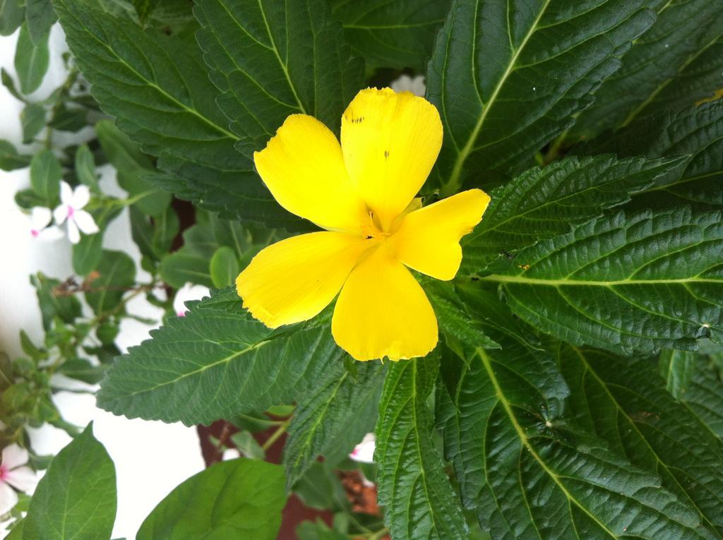 Anse Boileau Seychelles Yellow Petals מראה חיצוני תמונה