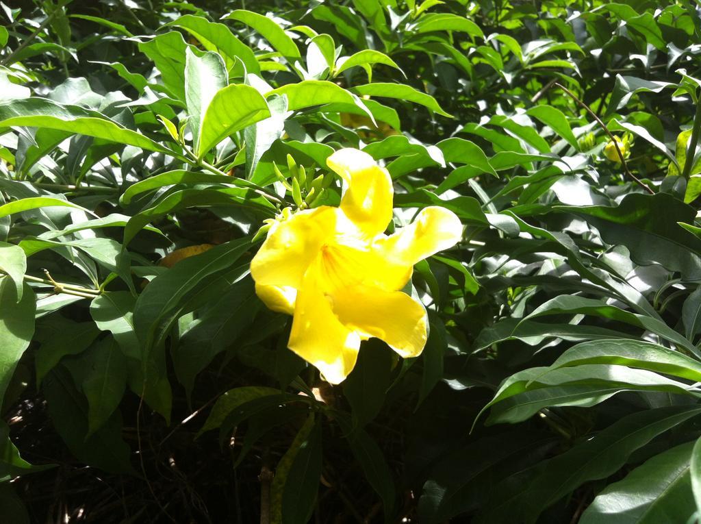 Anse Boileau Seychelles Yellow Petals מראה חיצוני תמונה